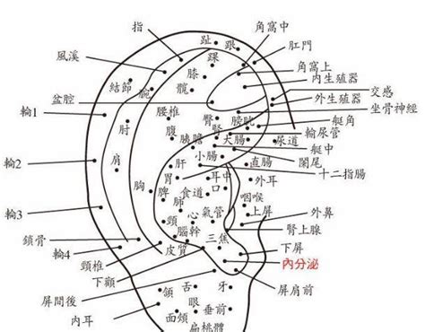 耳朵長痣 意義|耳朵痣的解讀：智慧與決策能力的標志